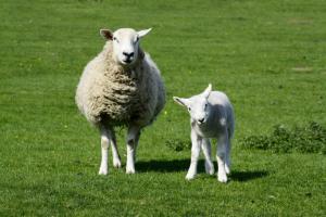 Denbigh & Flint Show image 1